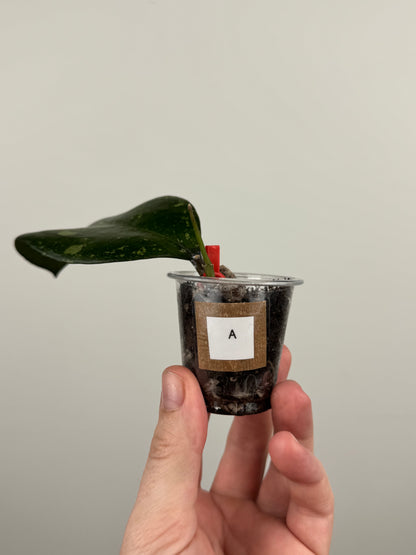 Hoya Patcharawalai 077 (A)