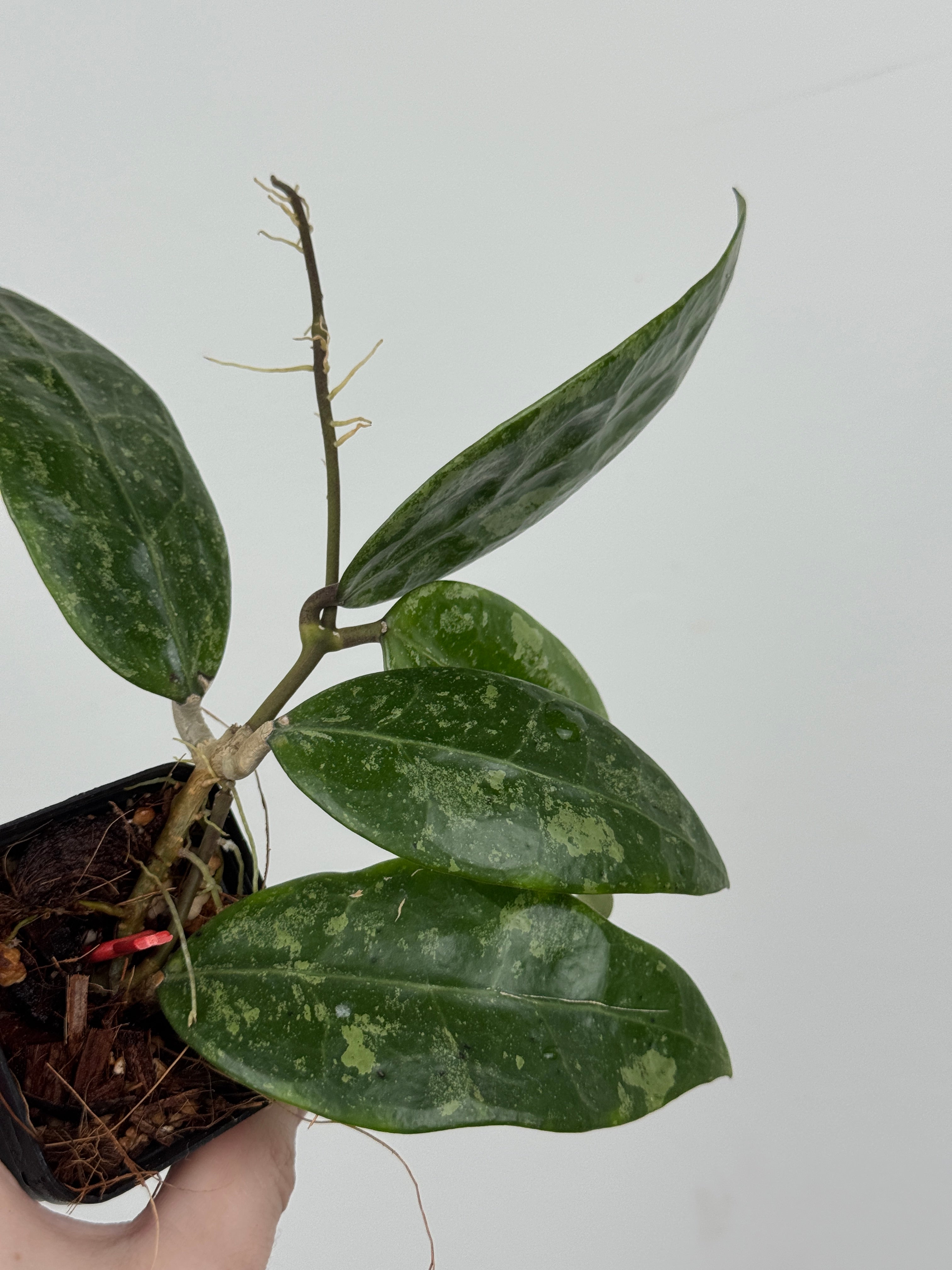 Hoya RHM 14-1