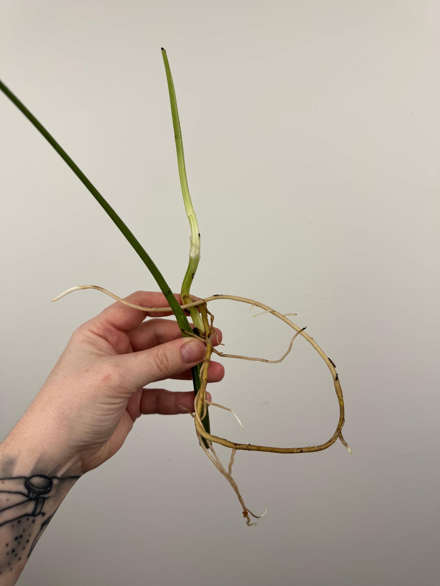 Monstera Sierrana (Hawaiian Clone)