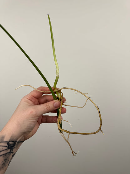 Monstera Sierrana (Hawaiian Clone)