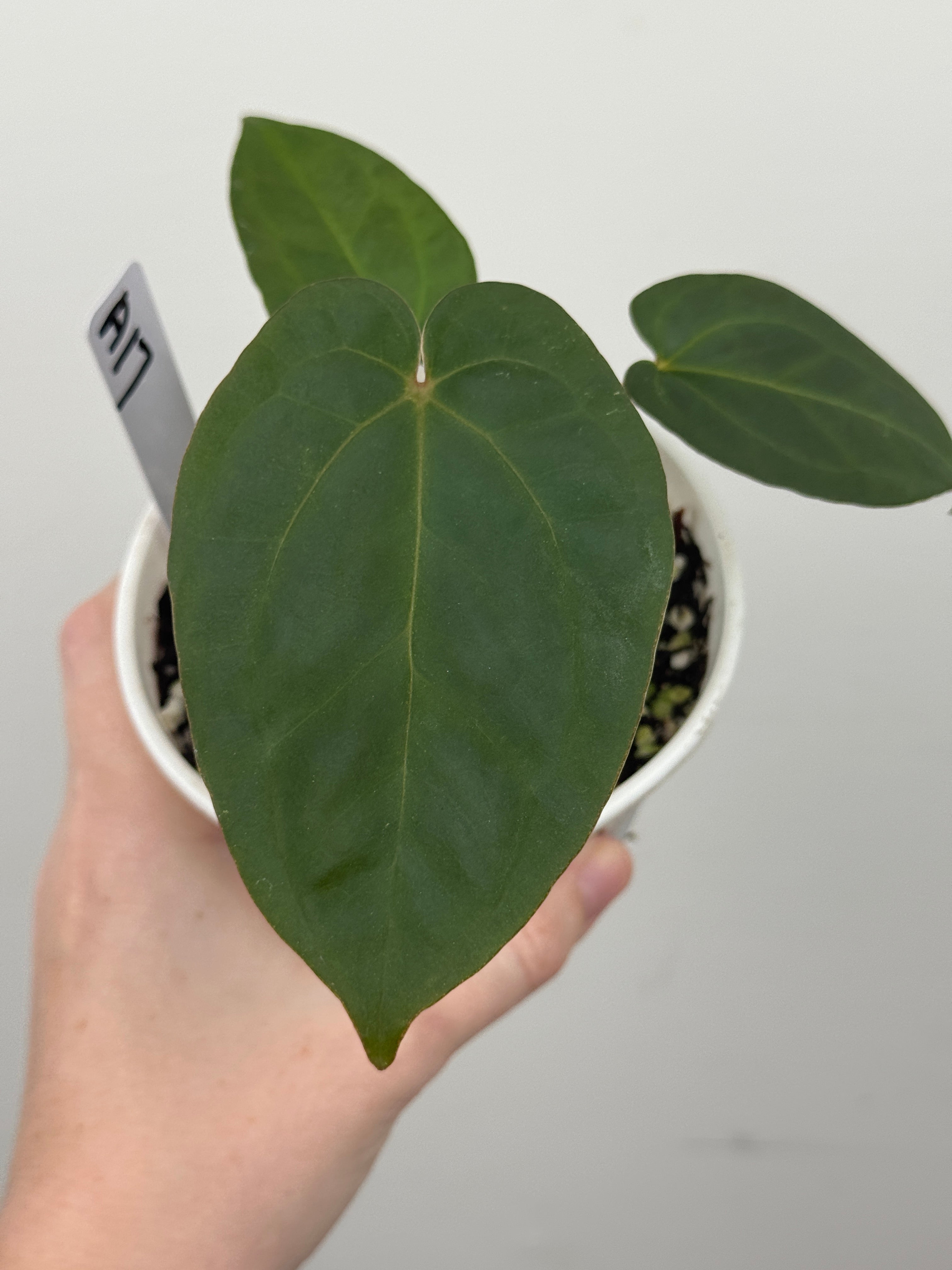 A17 Anthurium ['Antioqua' x (Carla x Bess)] x (RVDP x Kuna)