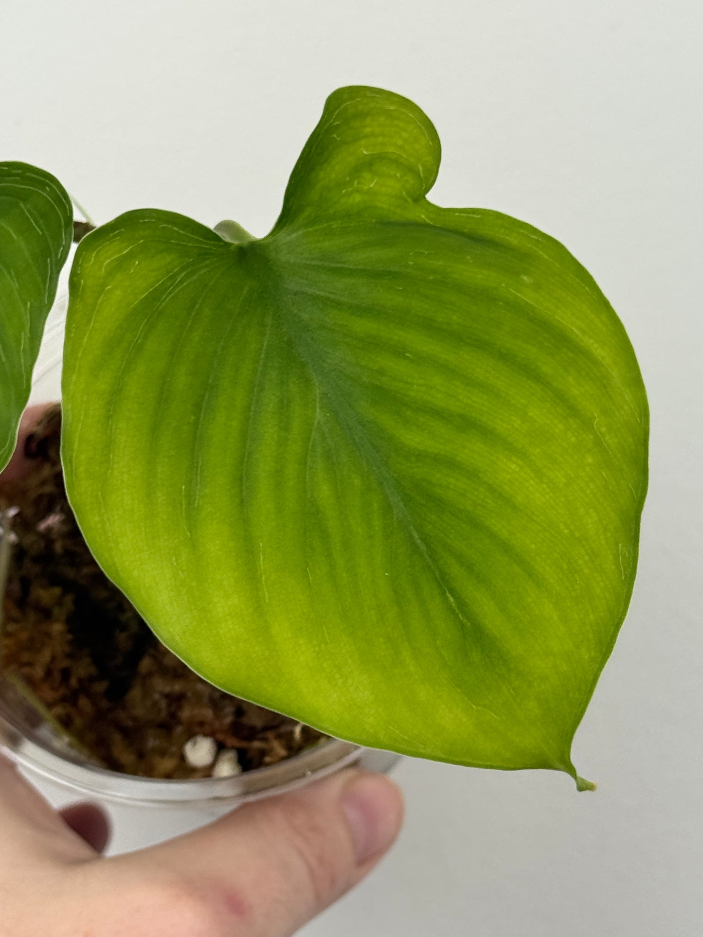 Homalomena sp. Java (non-variegated propagation)