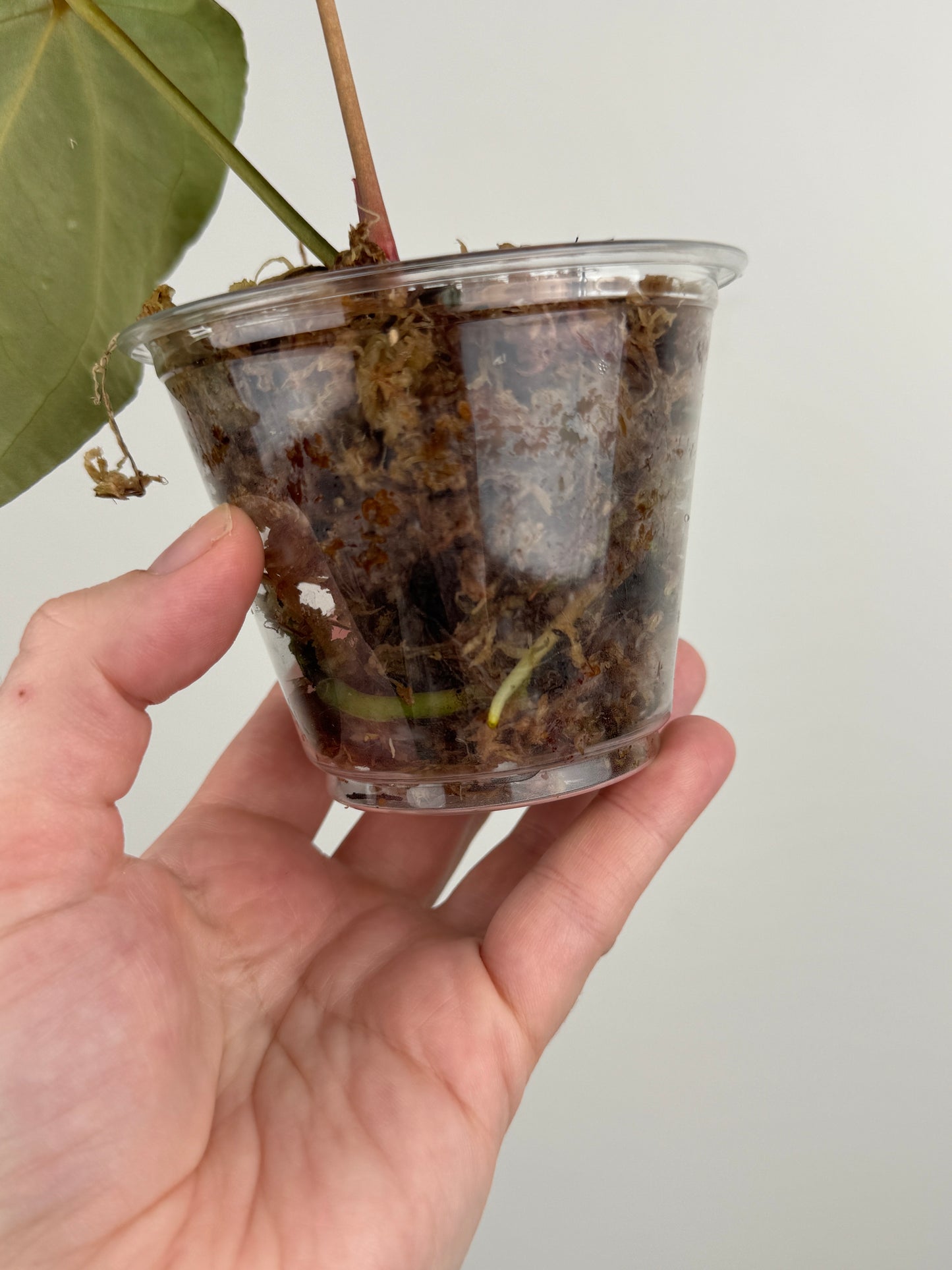 Anthurium (Papillilaminum x 'Red Spider') x Dressleri