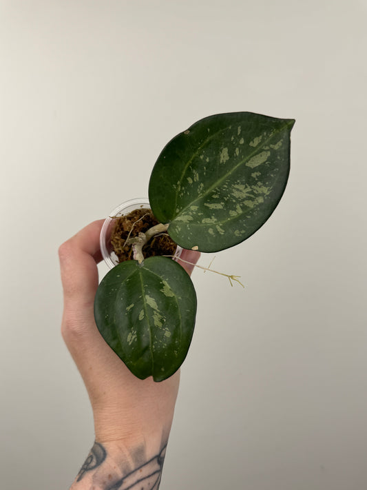 Hoya Patcharawalai 023 ('Icensis Splash')