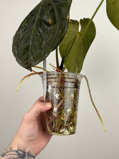 Anthurium NOID (Imported as 'Blood of Blue')