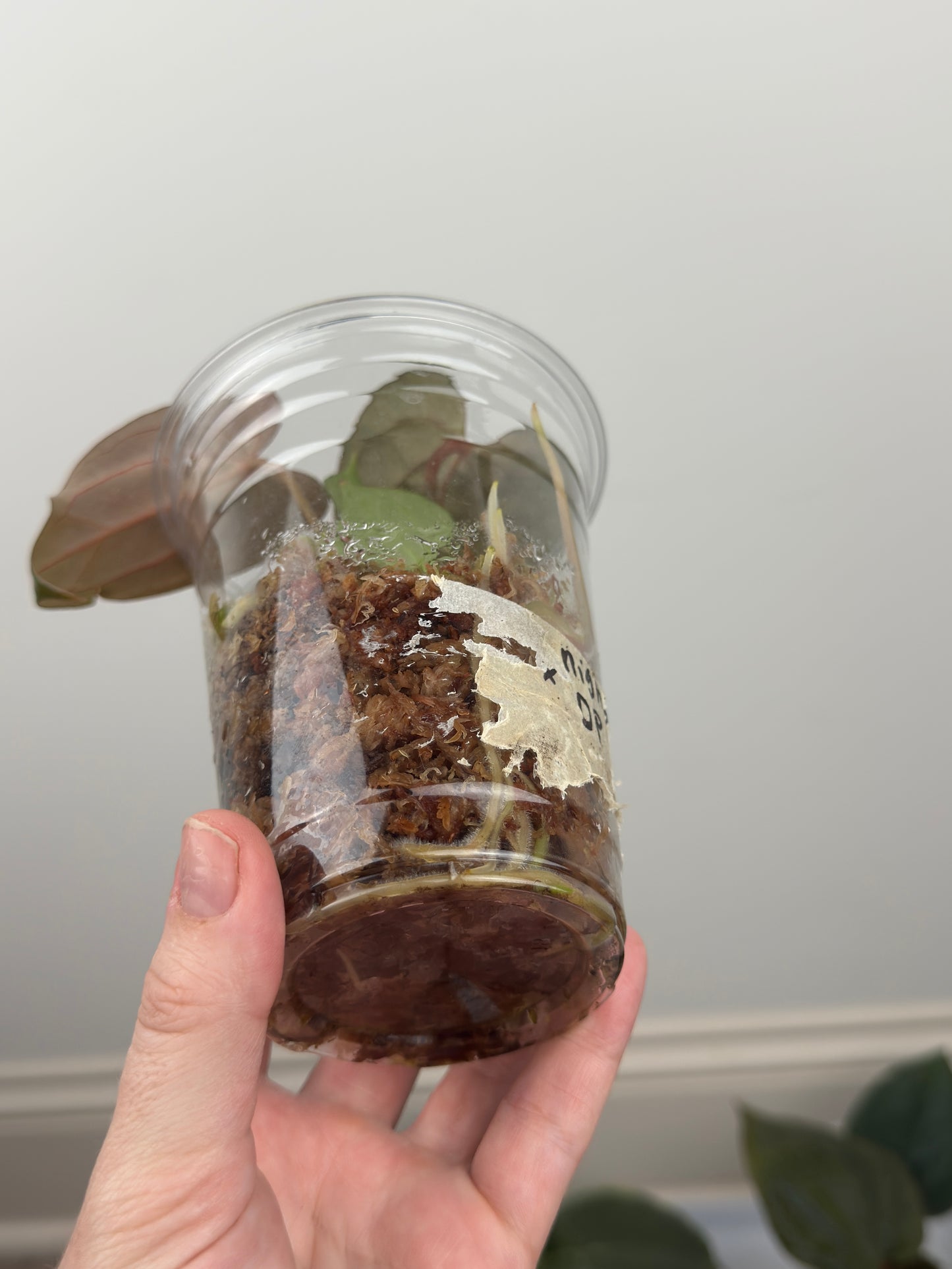 Anthurium 'Bloody Night' x 'Dark Phoenix (DP)'