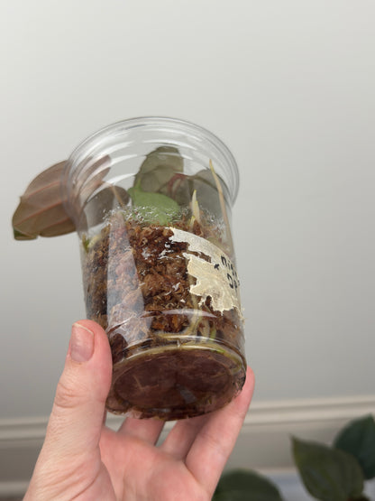 Anthurium 'Bloody Night' x 'Dark Phoenix (DP)'