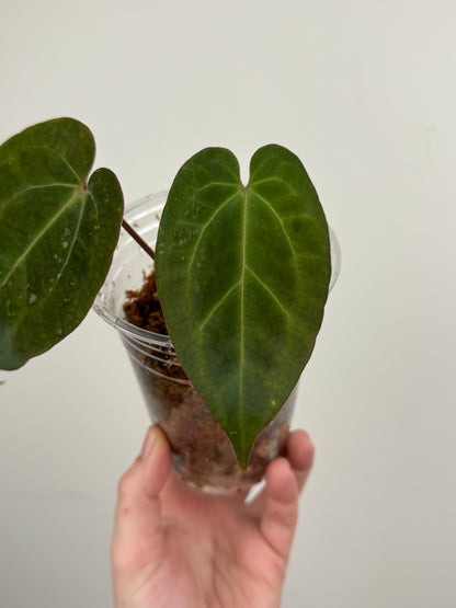 Anthurium 'AOS Hybrid' x ('AOS' x Besseae AFF)