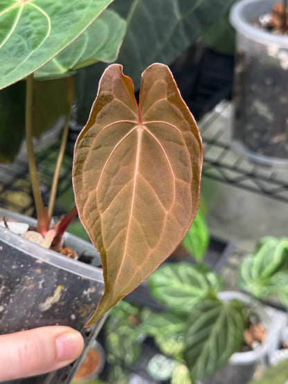 Anthurium 'Chocolate' Crystallinum x Carlablackiae