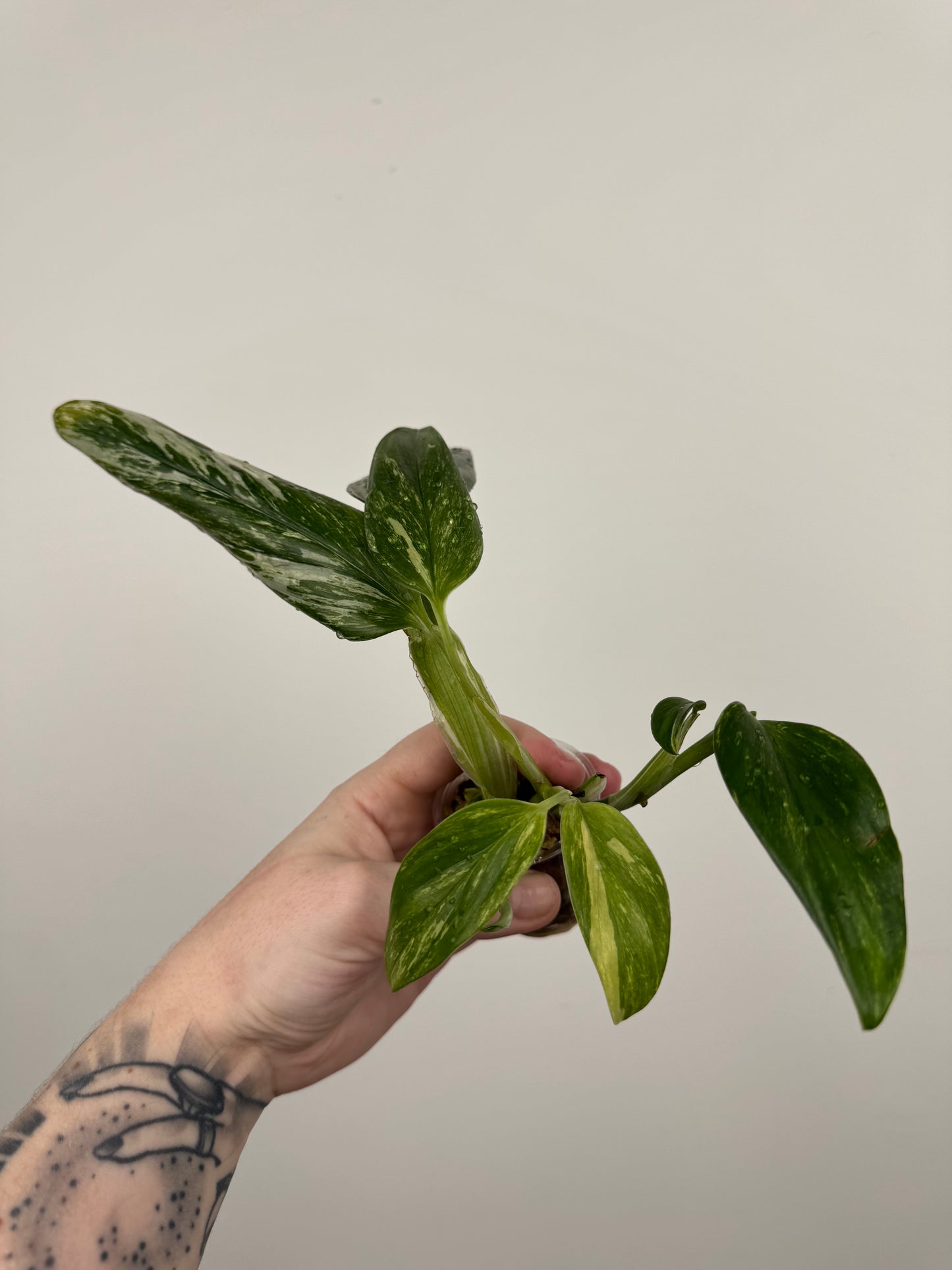 Monstera Standleyana Aurea High Variegation (B)