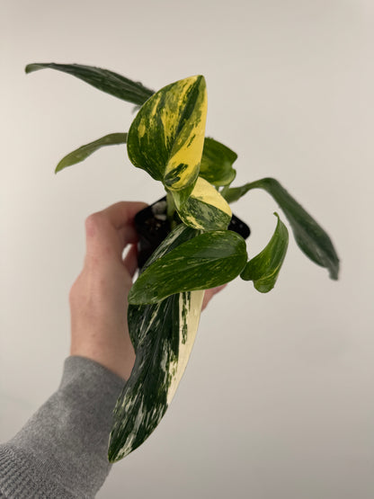 Monstera Standleyana Aurea High Variegation (A)