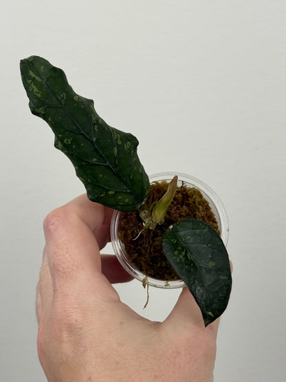 Hoya sp. Sumatra