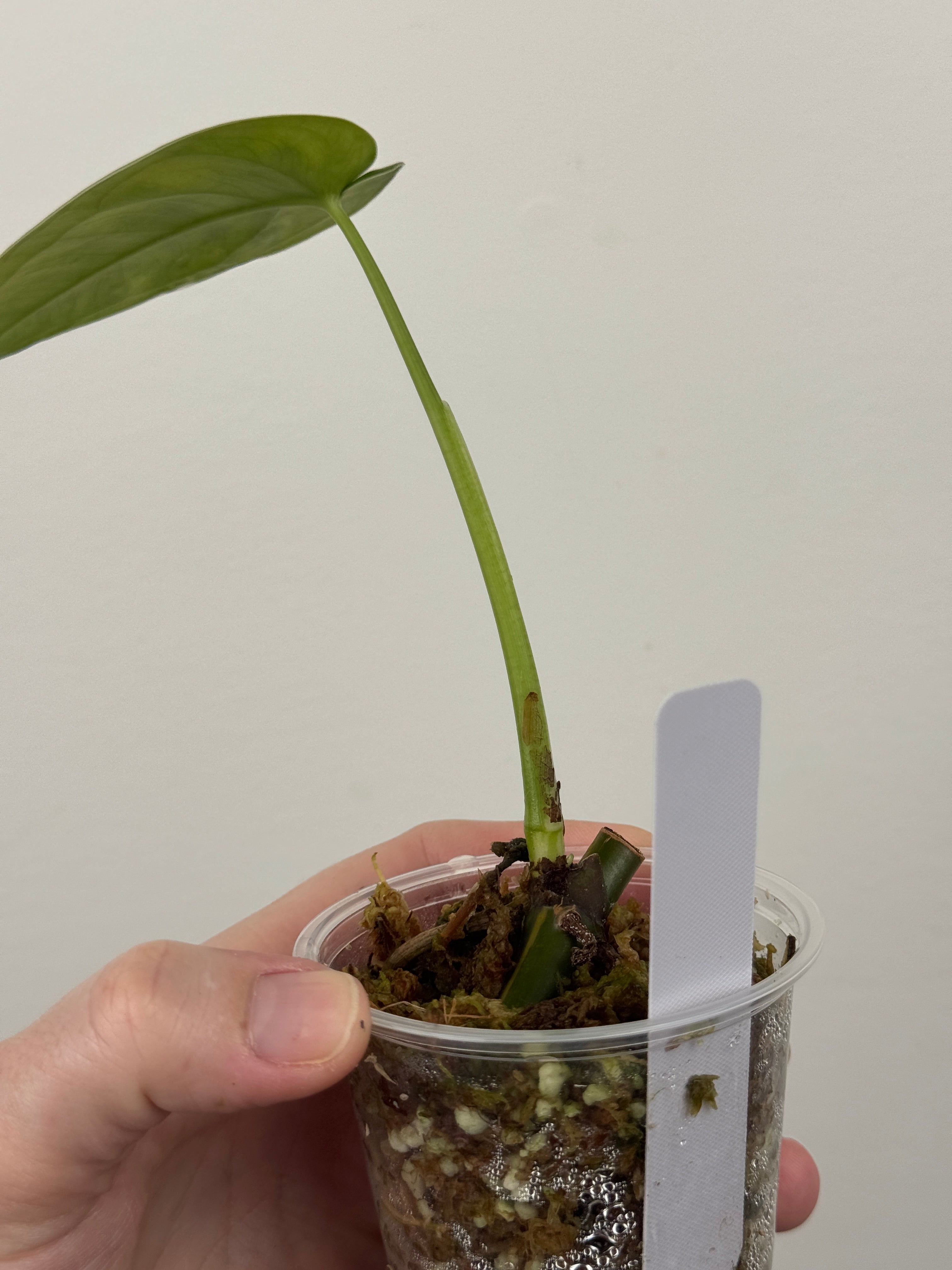 Syngonium Chiapense Albo Variegated