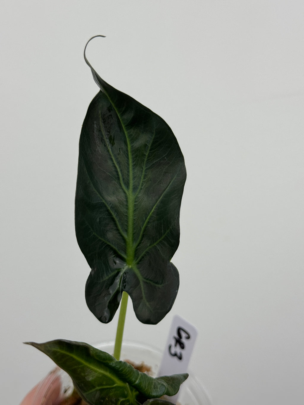 Alocasia 'Grim Reaper' Regal Shields Mutated Form