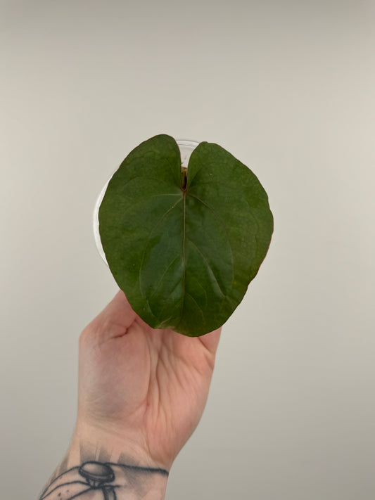 Anthurium Kunayalense x 'RVDP'