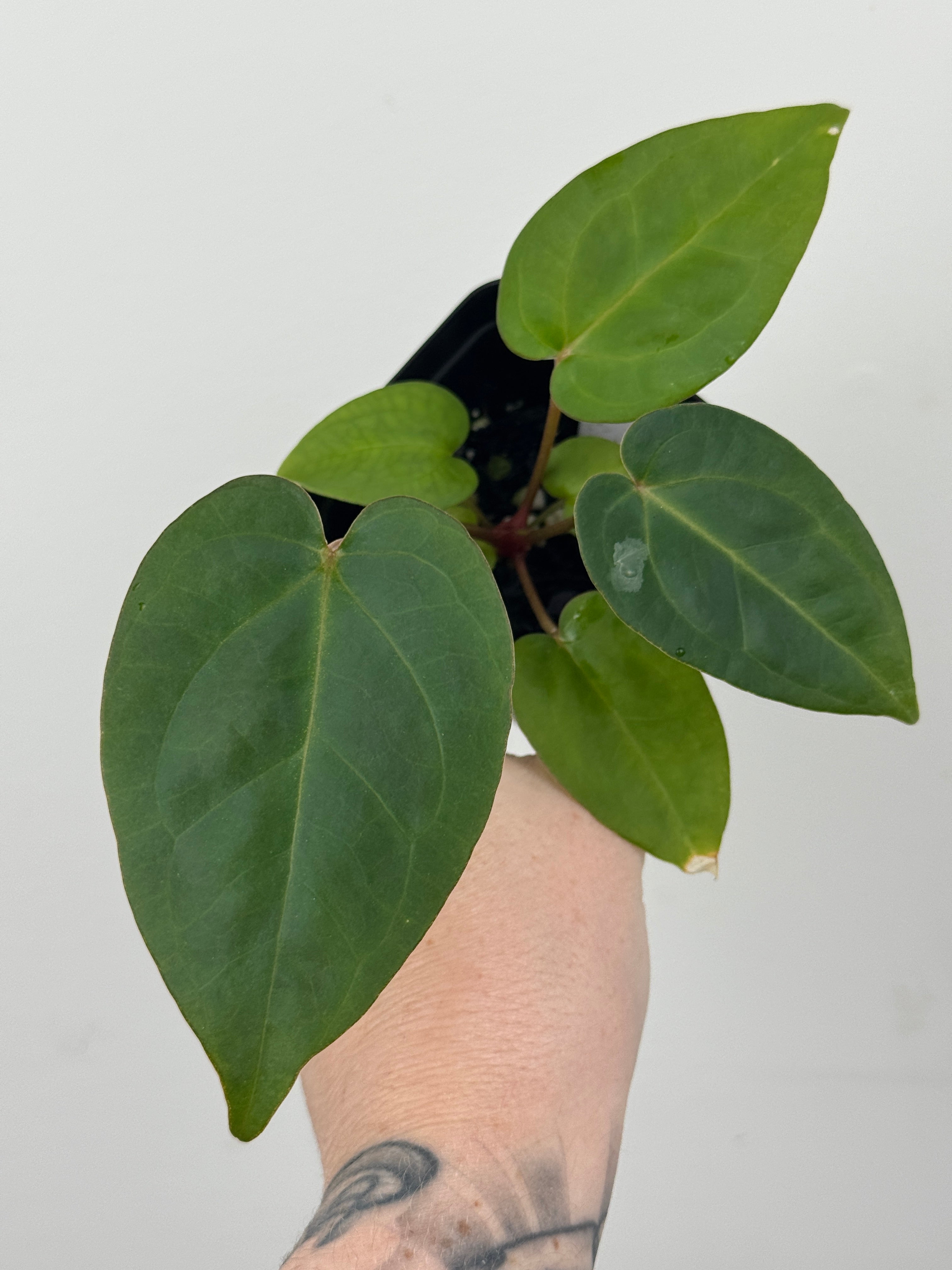 A7 Anthurium ['Antioqua' x (Carla x Bess)] x (RVDP x Kuna)