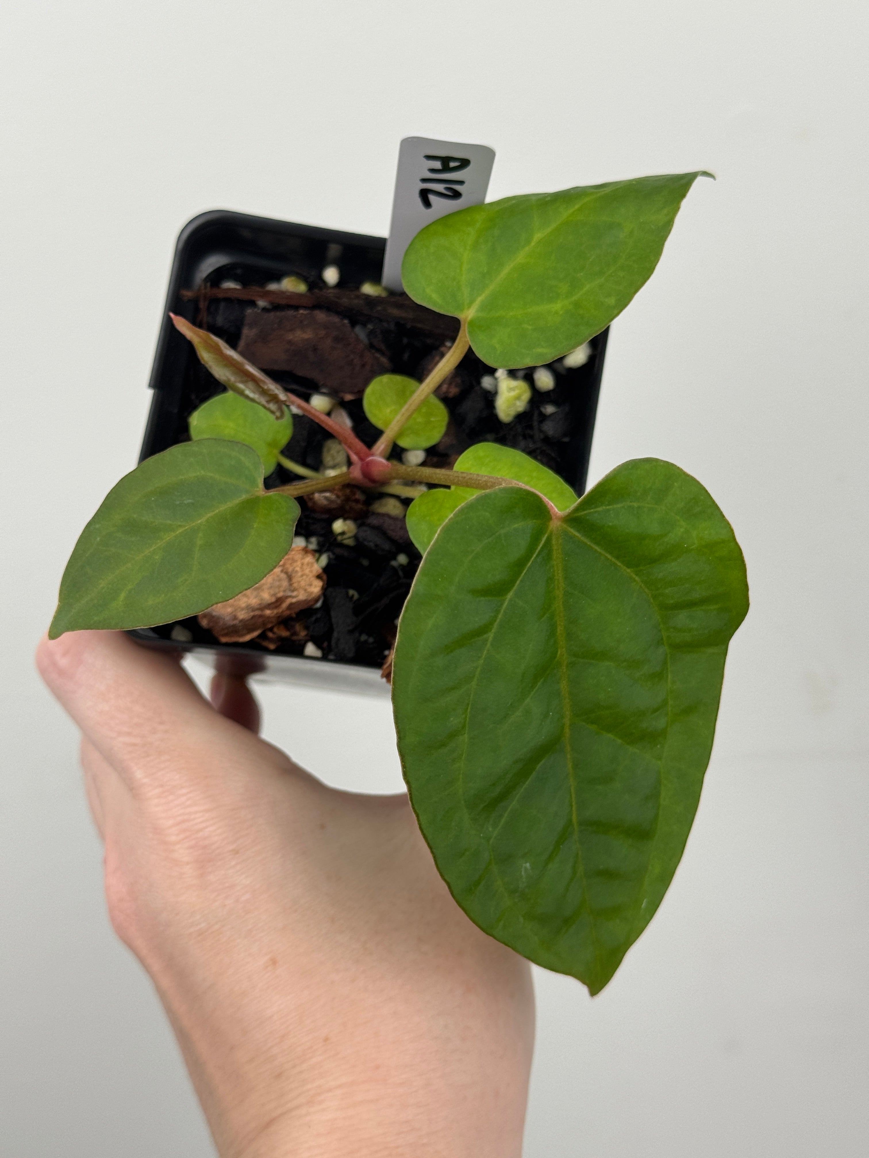 A12 Anthurium ['Antioqua' x (Carla x Bess)] x (RVDP x Kuna)