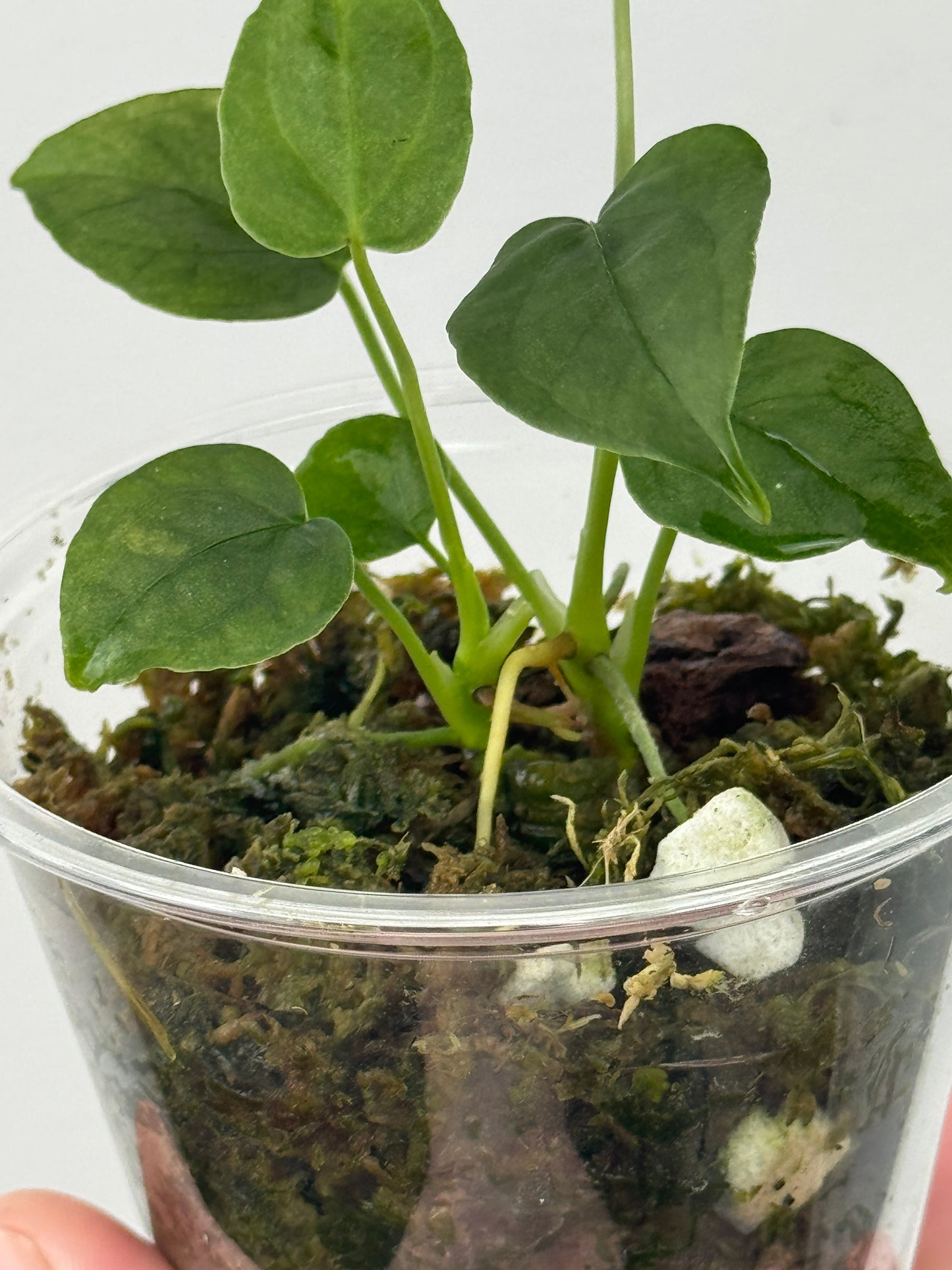 Anthurium sp. Tamarindo