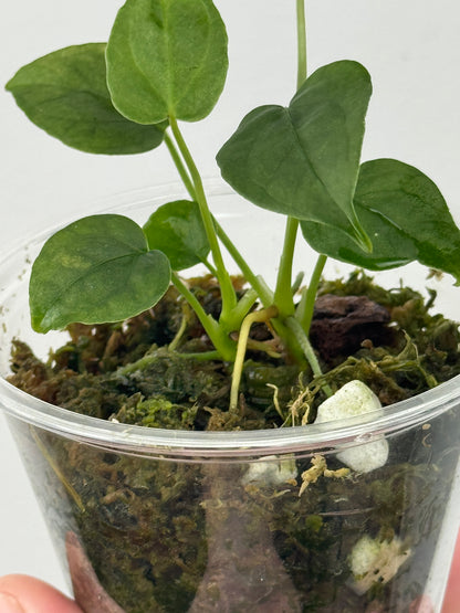 Anthurium sp. Tamarindo