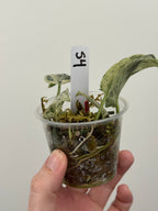 Scindapsus Halimoon