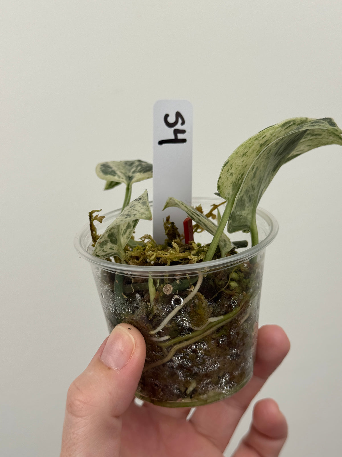 Scindapsus Halimoon