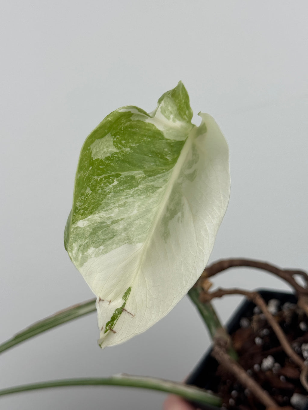 Monstera Borsigiana Albo ('White Tiger')