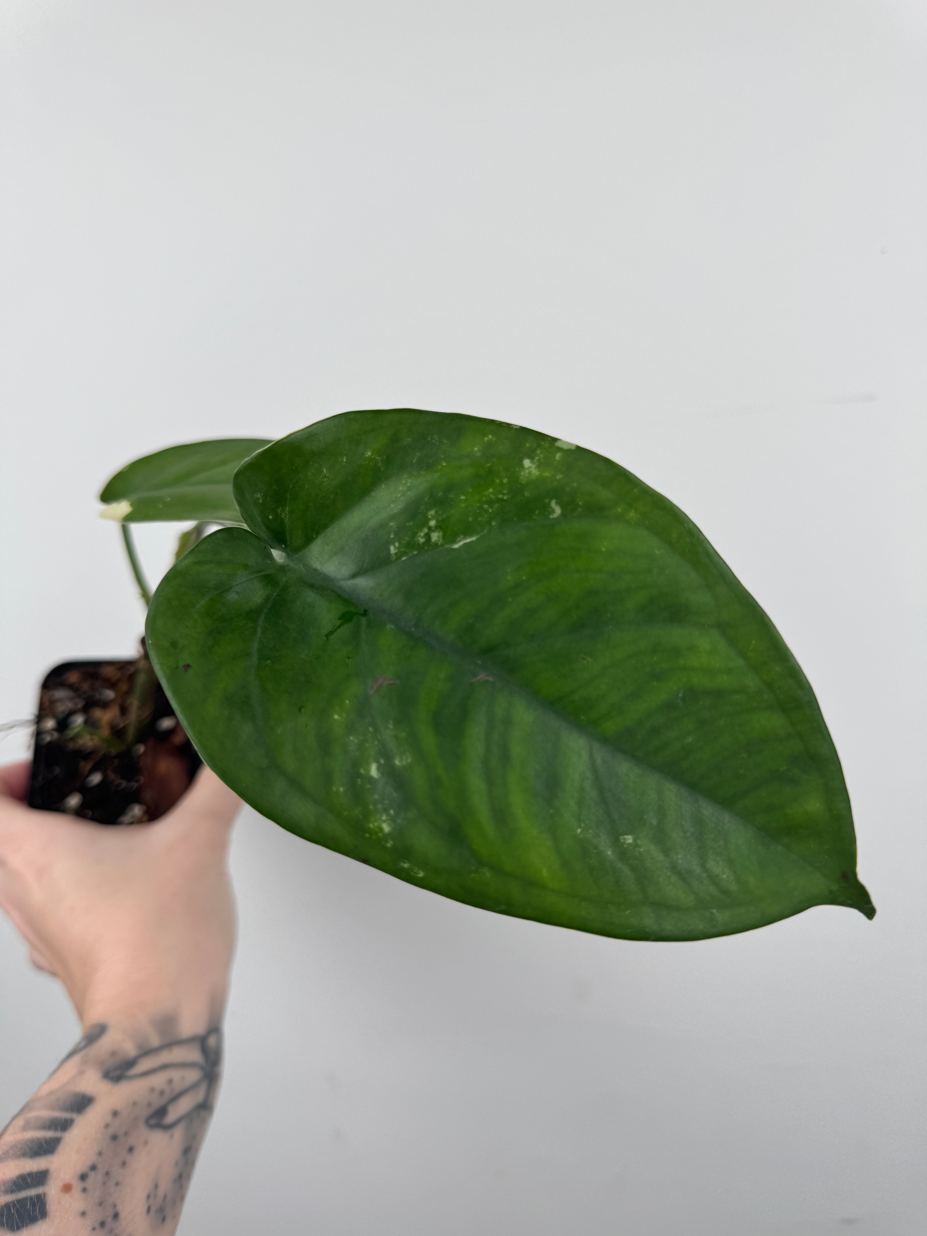 Syngonium Chiapense Albo Variegated