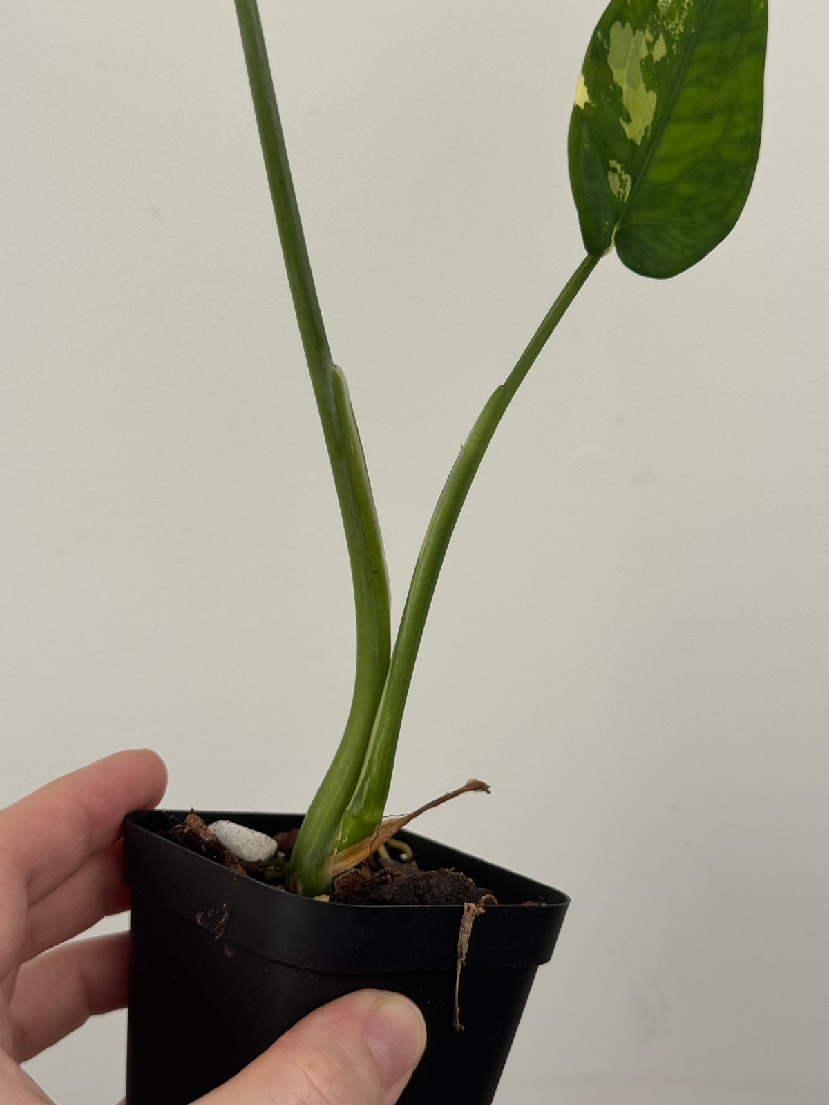 Syngonium Chiapense Albo Variegated