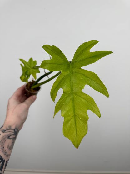 Philodendron Radiatum Variegated