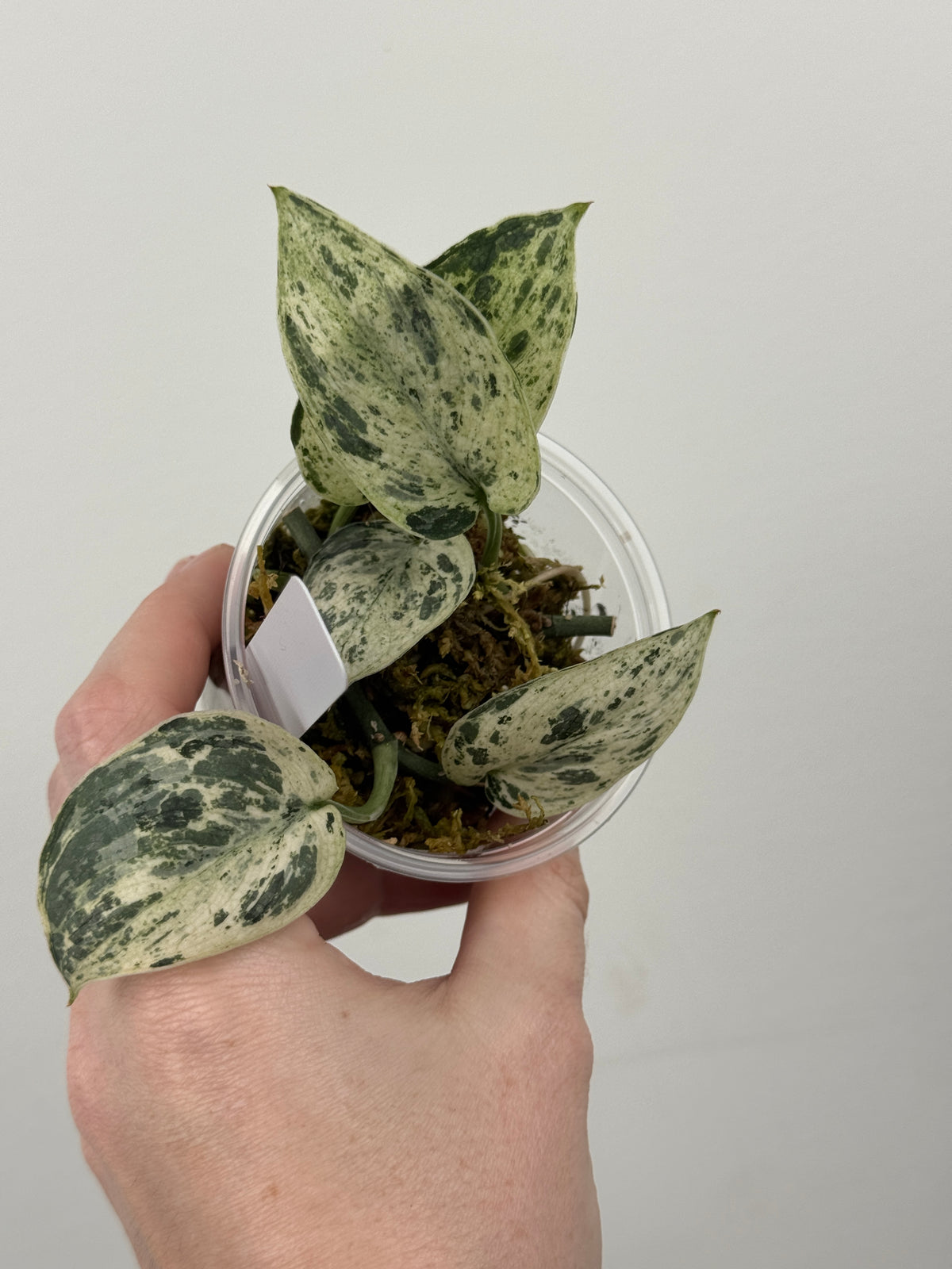 Scindapsus Halimoon