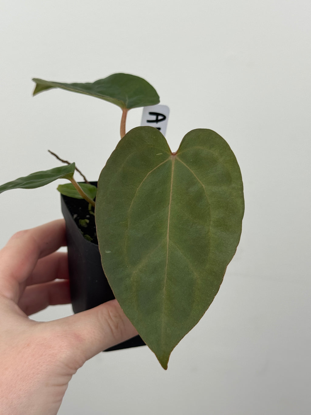 A18 Anthurium ['Antioqua' x (Carla x Bess)] x (RVDP x Kuna)