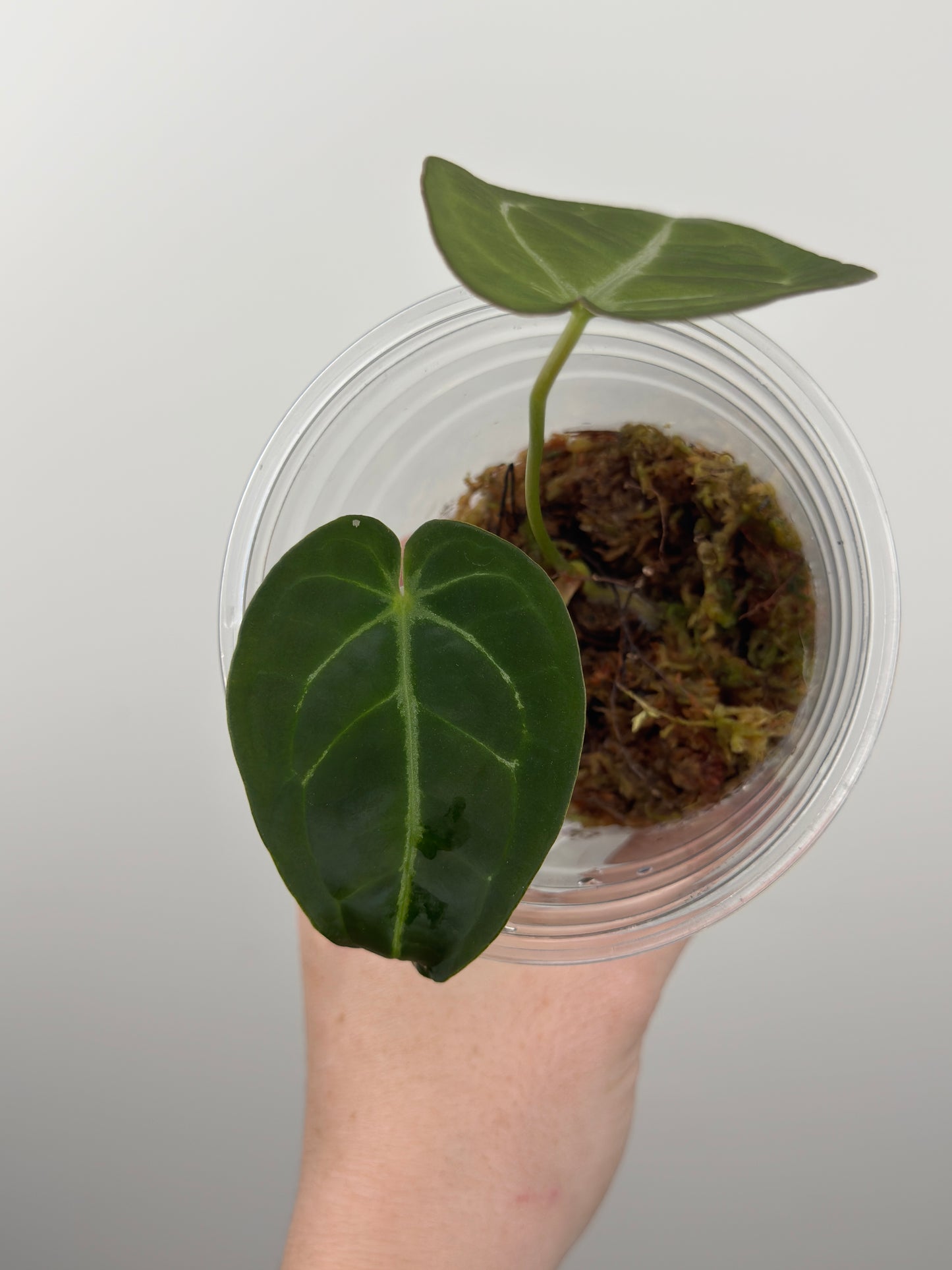 Anthurium Magnificum x Forgetii