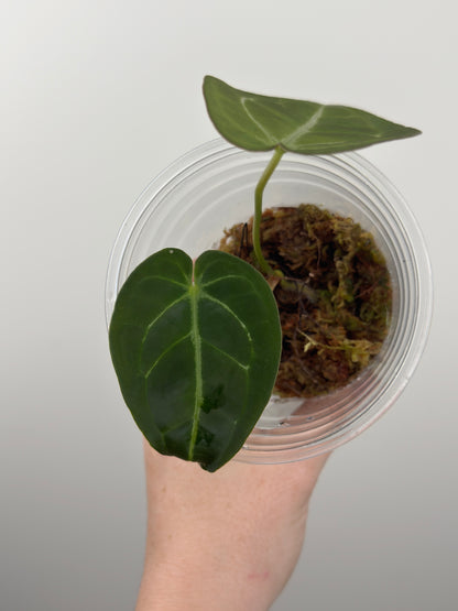 Anthurium Magnificum x Forgetii