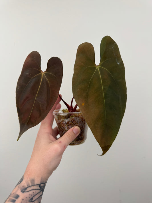 Anthurium Papillilaminum 'Voldemort' x (RL x SELF)