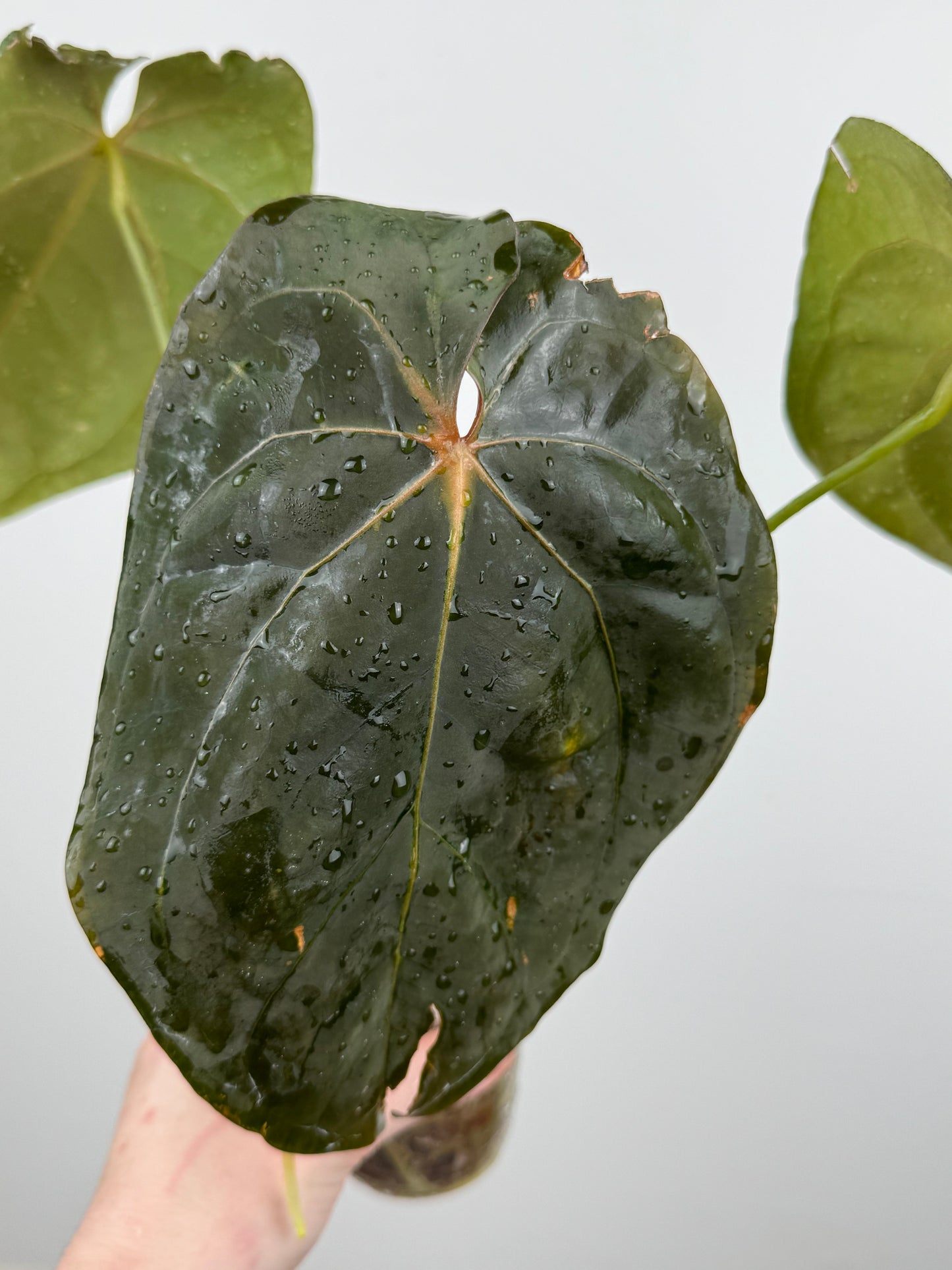 Anthurium NOID (Imported as 'Blood of Blue')