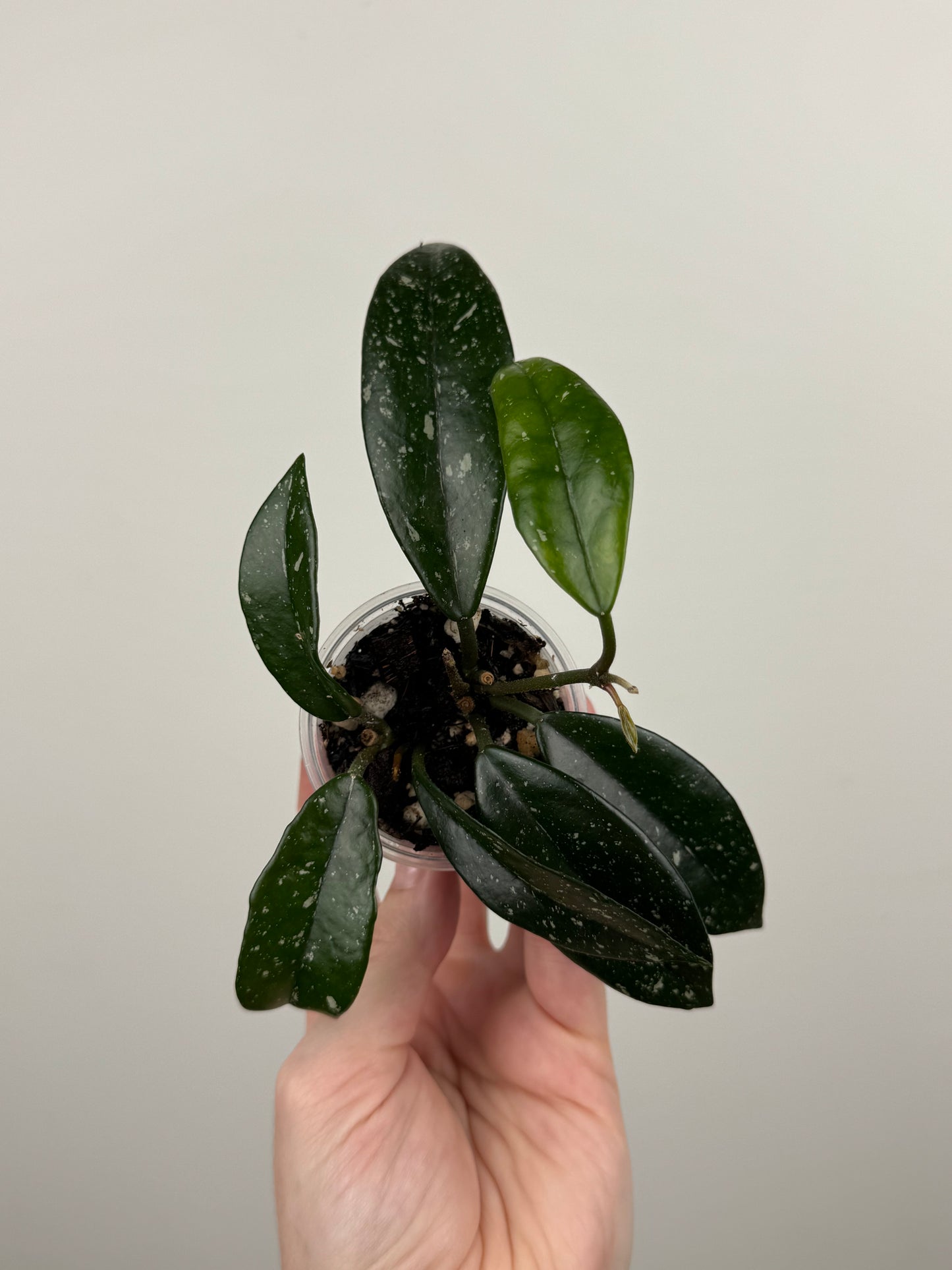 Hoya Carnosa 'Wilbur Graves' (A)