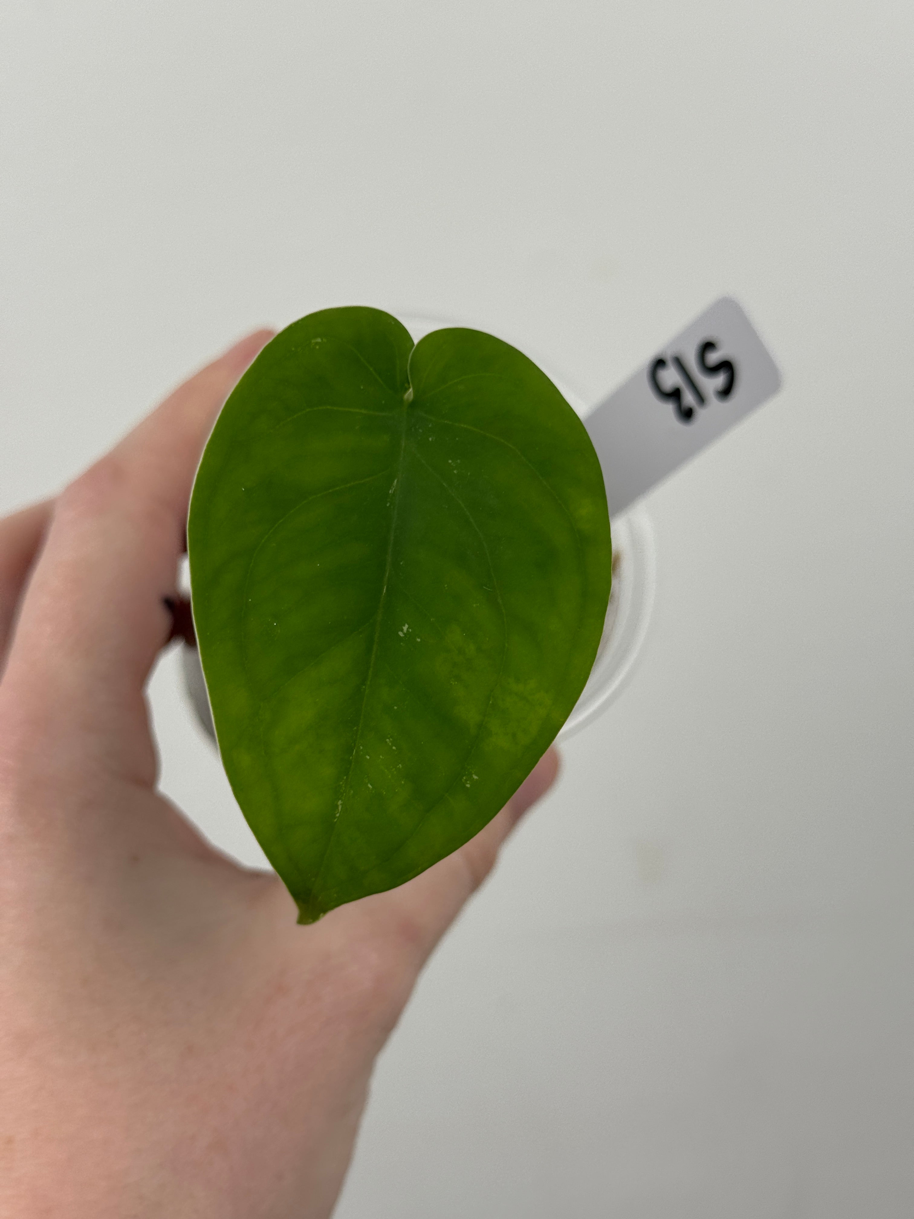 Syngonium Chiapense Albo Variegated