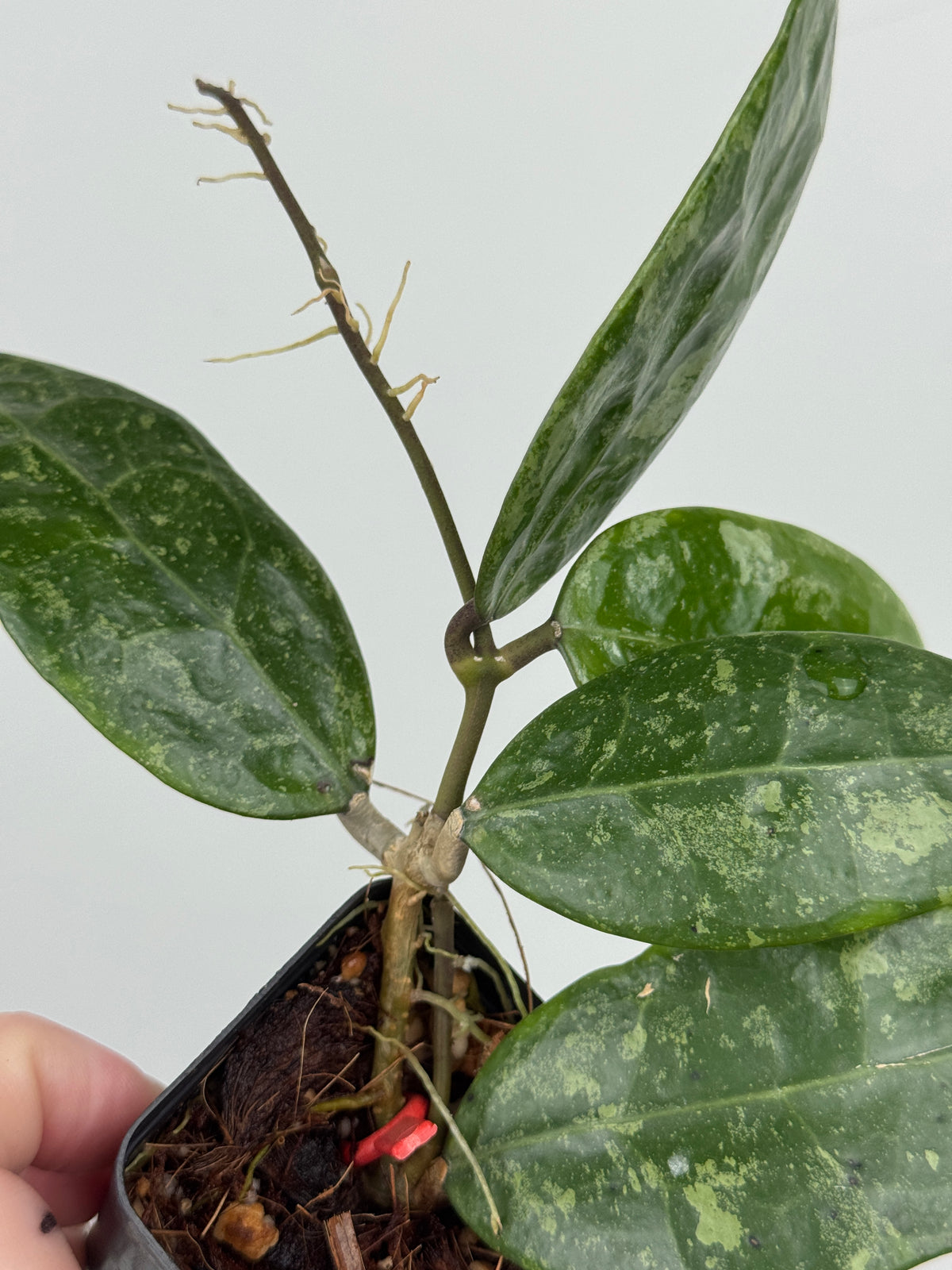 Hoya RHM 14-1