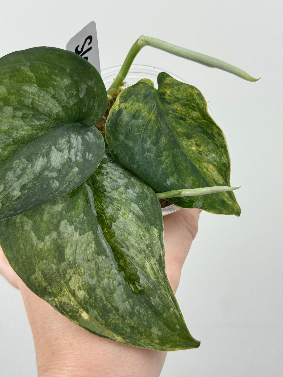Scindapsus Dark Splash Variegated