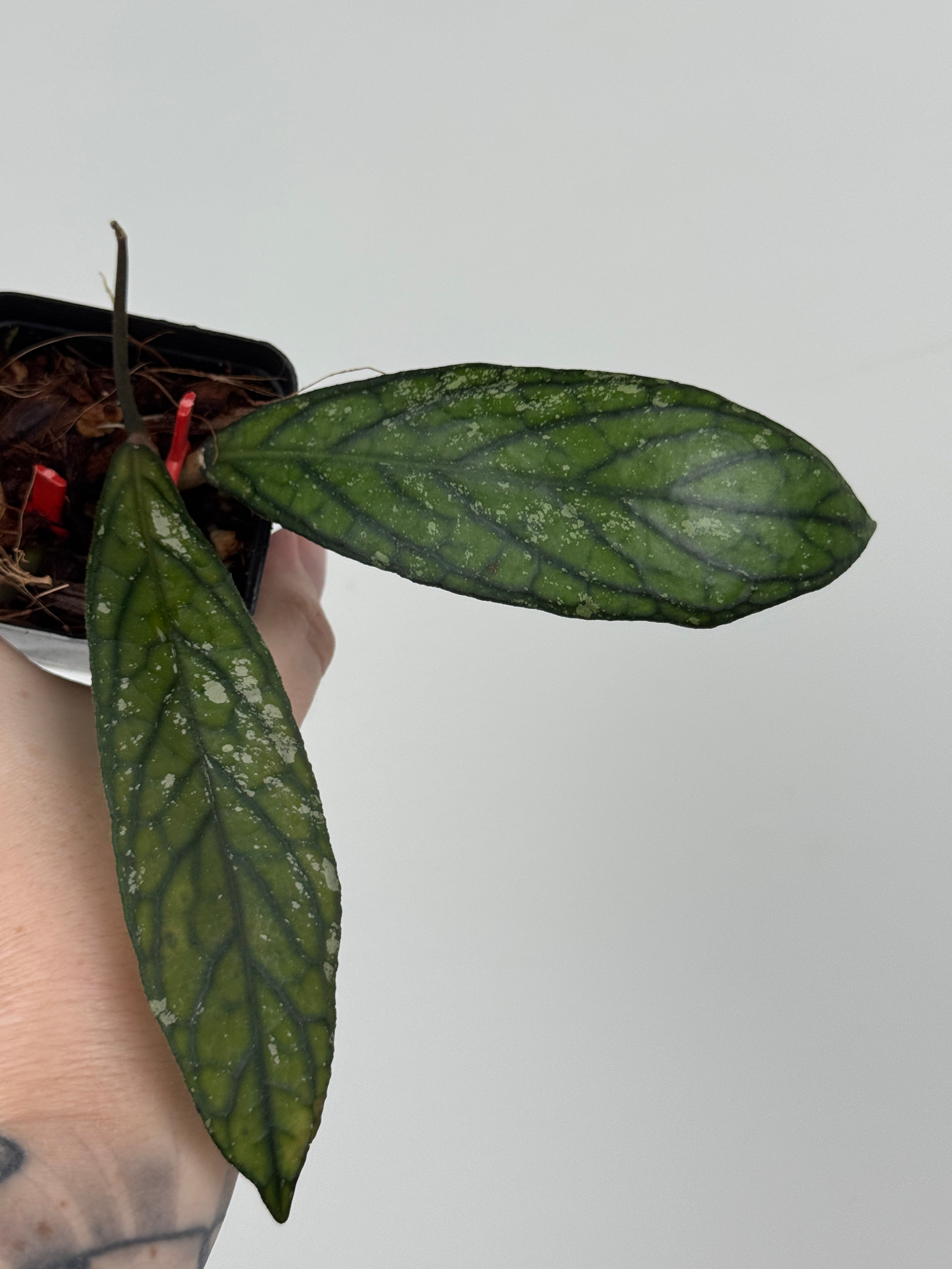 Hoya sp. Lampung (Red)