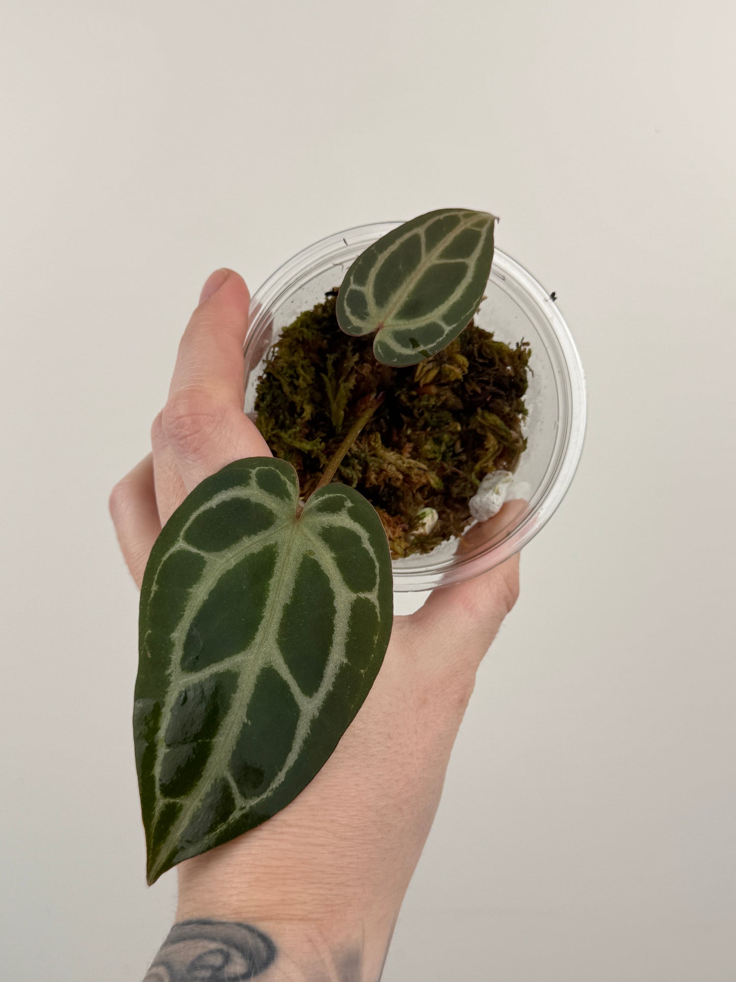 Anthurium 'Red Crystallinum'