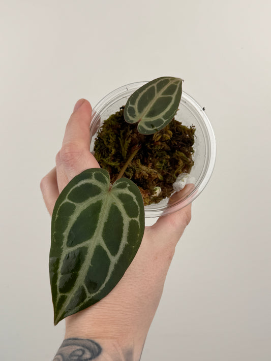 Anthurium 'Red Crystallinum'