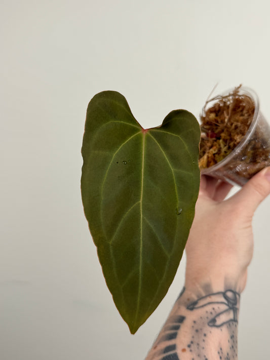 Anthurium Magnificum x Bessese AFF (Wide Sinus)