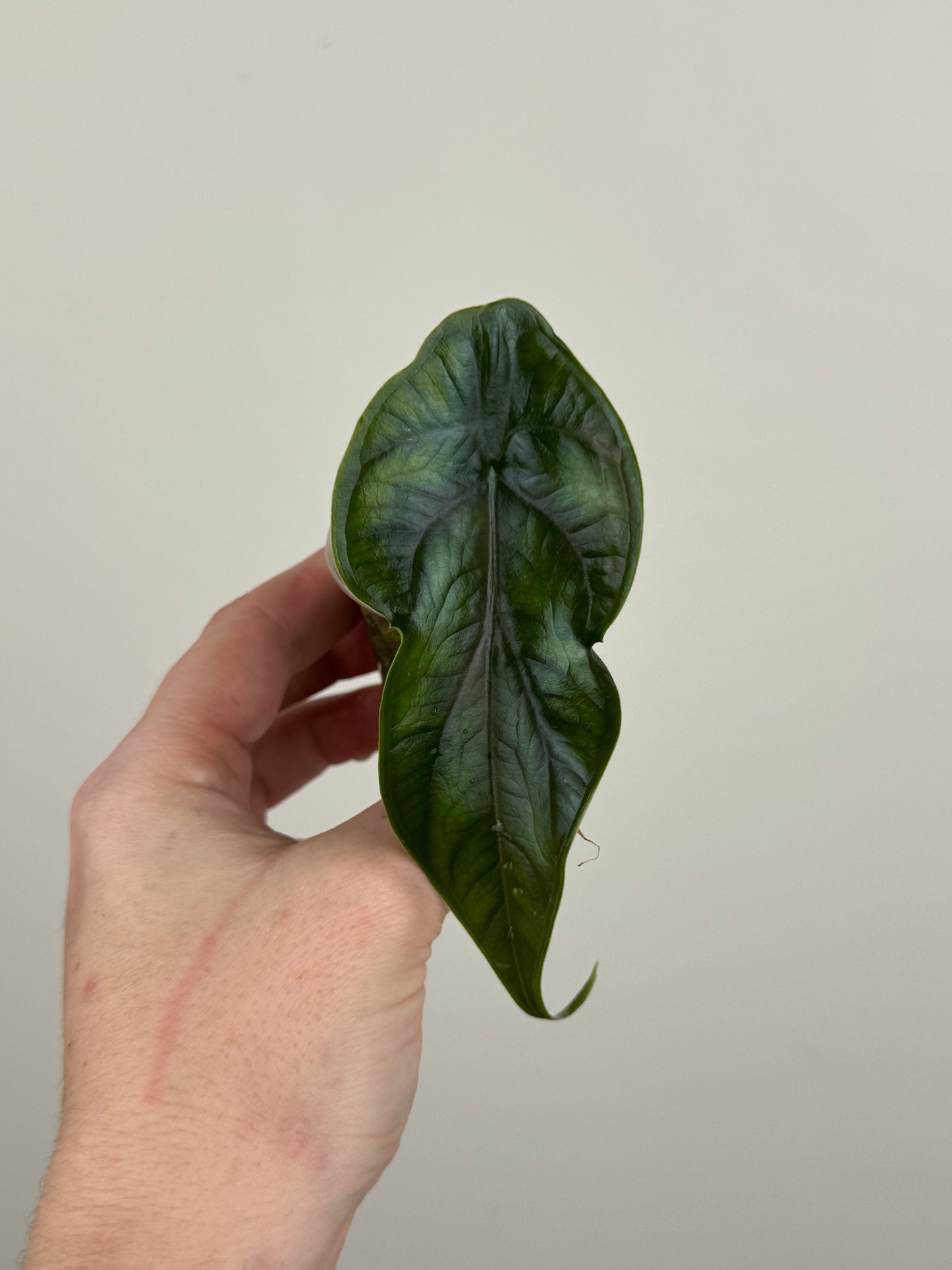 Alocasia ‘Green Unicorn’ (B)