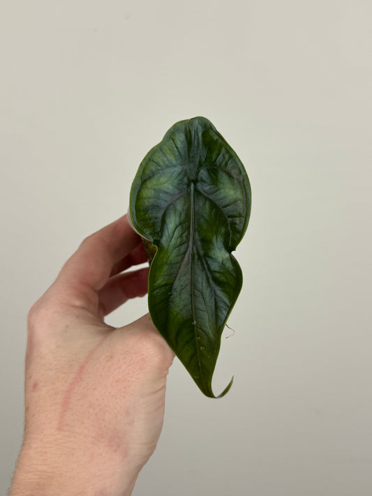 Alocasia ‘Green Unicorn’ (B)