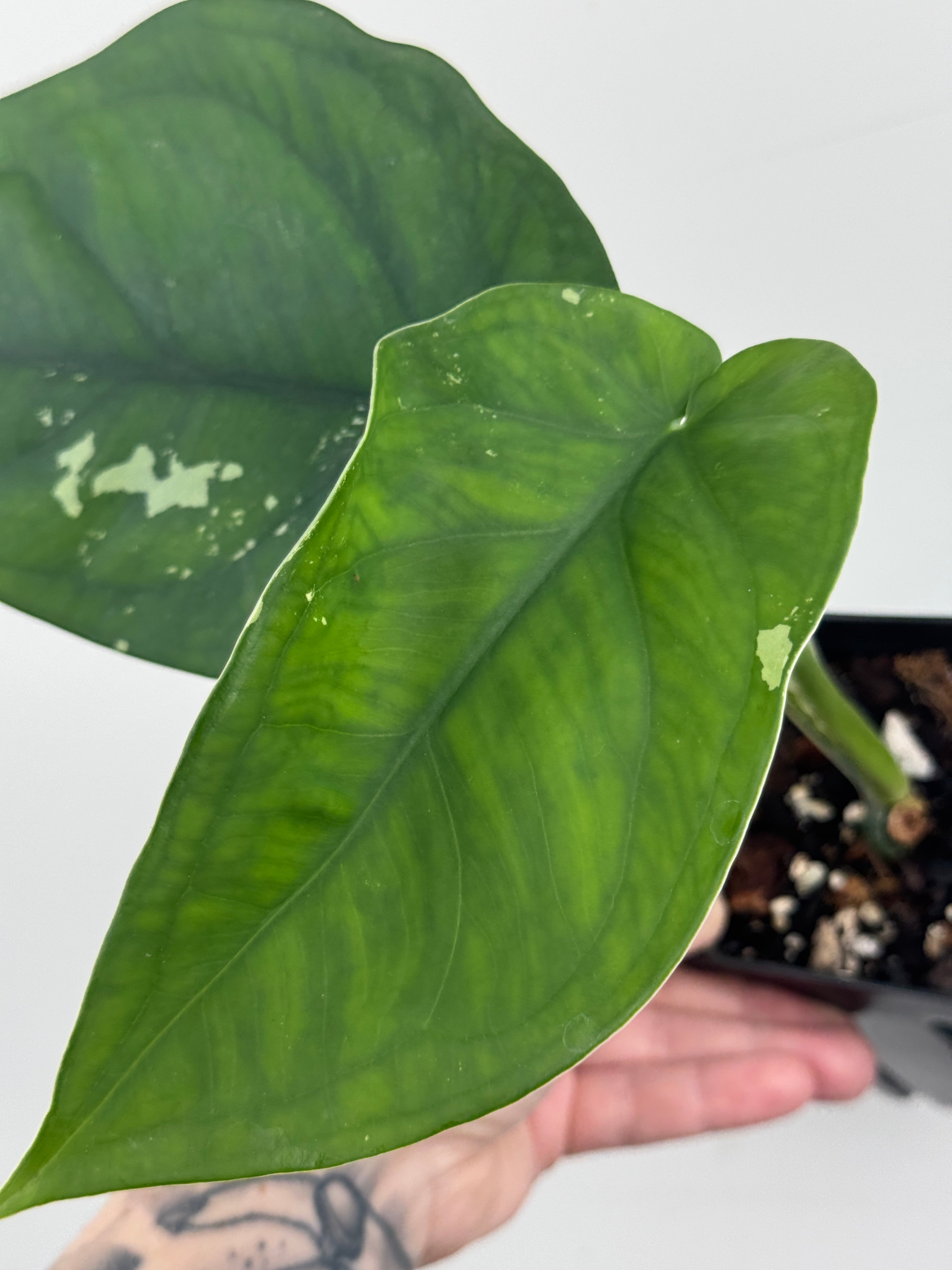 Syngonium Chiapense Albo Variegated