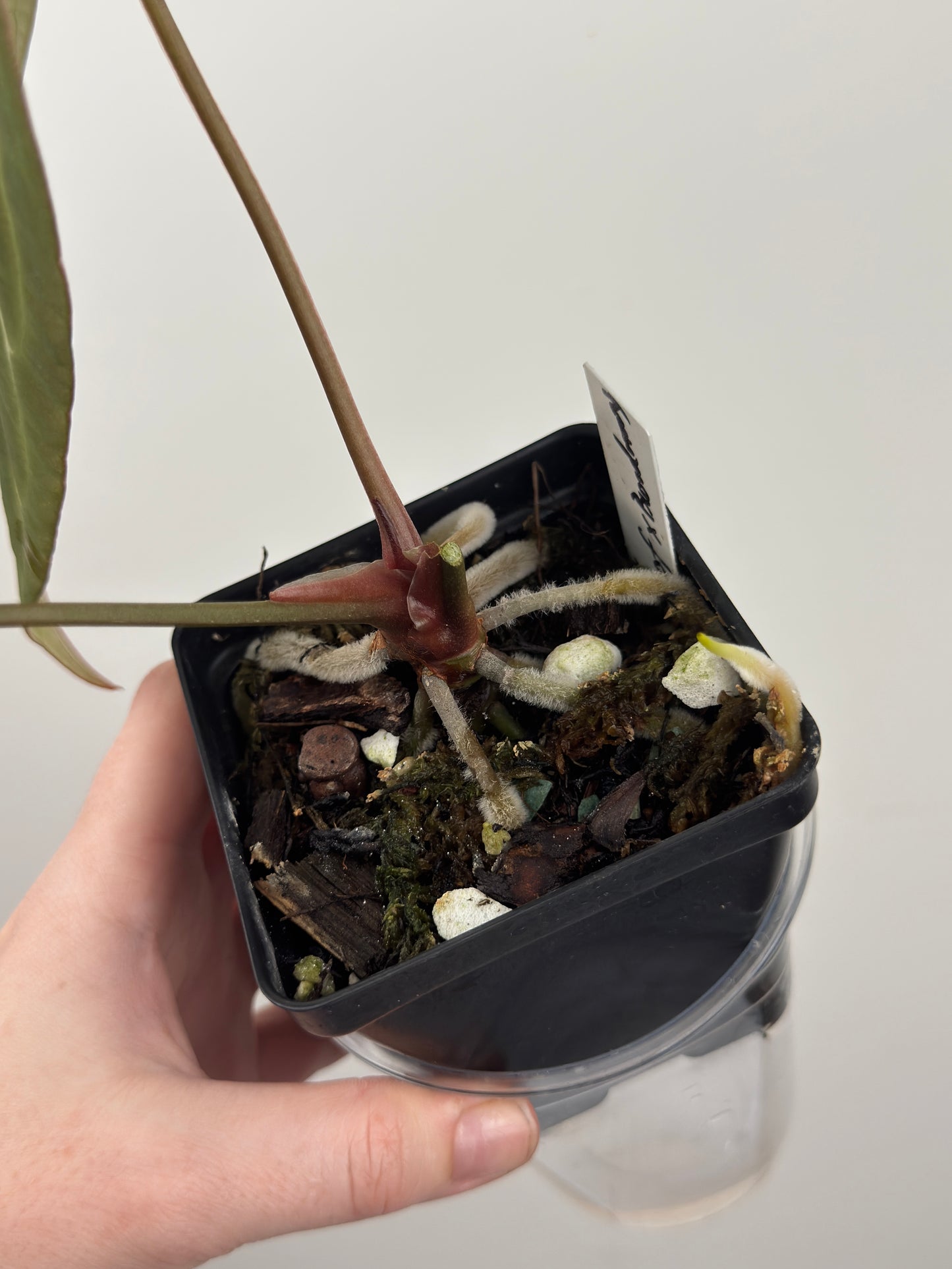 Anthurium 'Ace of Spades (AOS)' Dark Form x 'Bloodmoon'