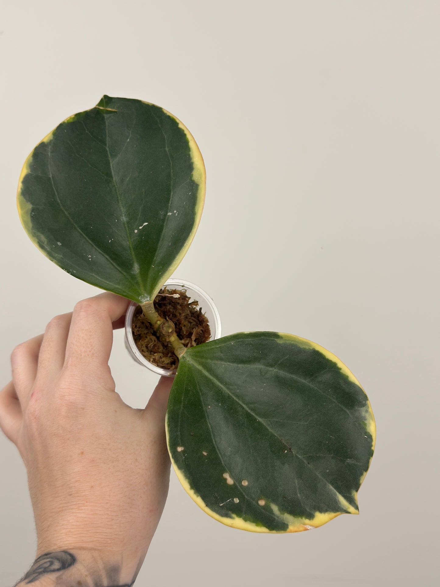 Hoya Pachyclada Albomarginata