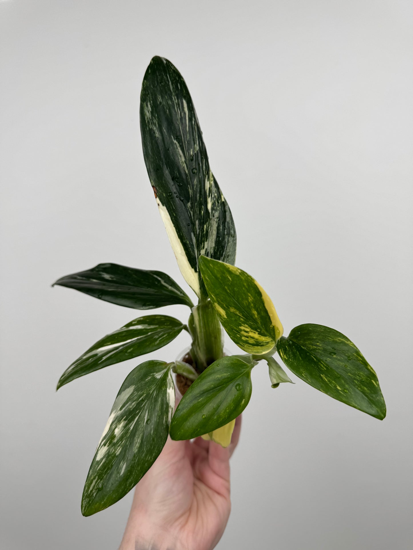 Monstera Standleyana Aurea High Variegation(A)