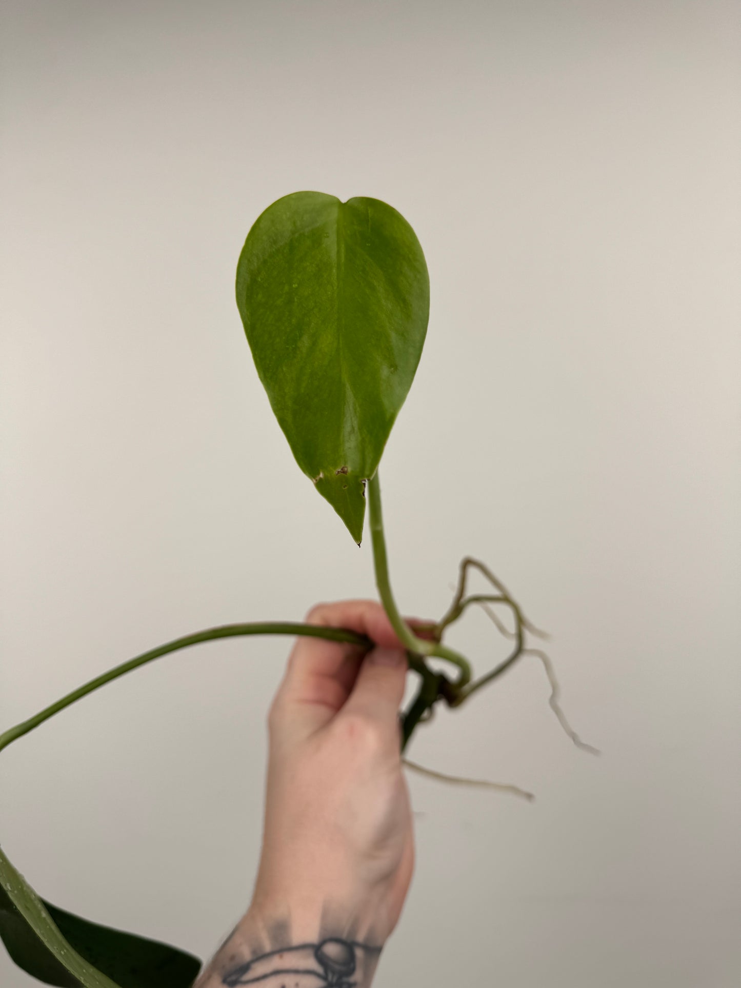 Monstera Sierrana (Hawaiian Clone)
